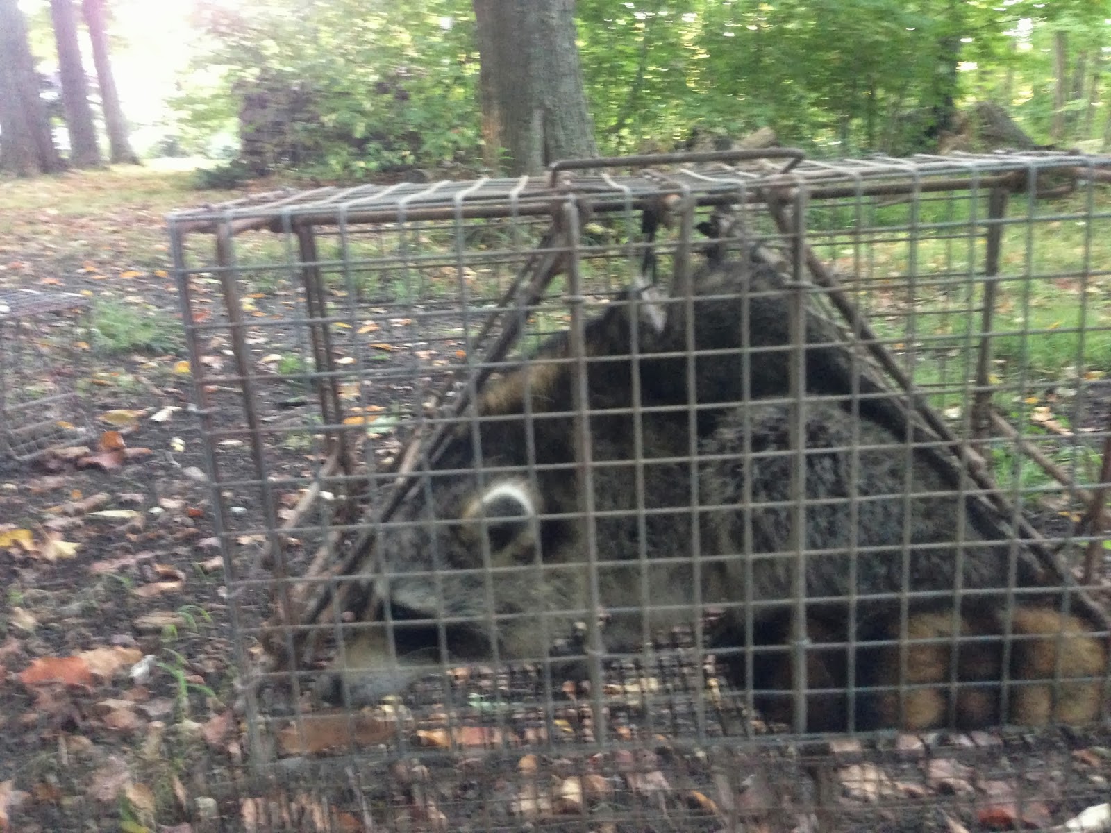Comstock Cage Traps, In Action on the Line September 2013